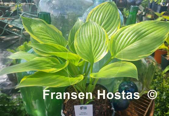 Hosta Mary-Mary